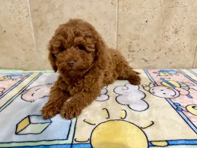 Poodle Miniature - Fedra