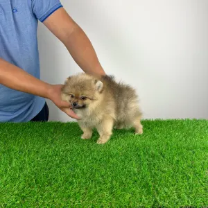 Pomeranian - Otti