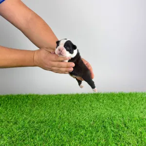 Boston Terrier - Frank