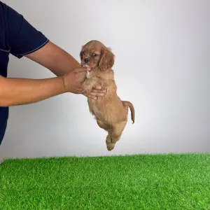 Cavalier King Charles Spaniel - Wilma