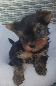 Yorkshire Terrier - Shazam