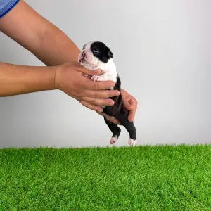 Boston terier - Frank