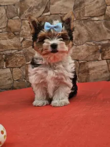 Biewer Terrier - Bubu