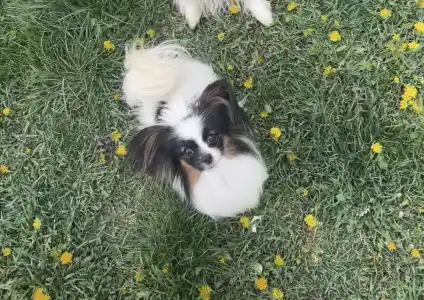 Papillon - Mirri