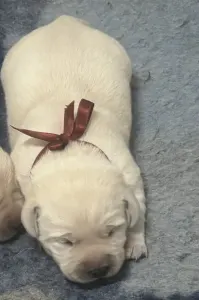 Labradorský retrívr - Heroes Of Kelly Penelope