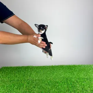 Chihuahua - Ninis