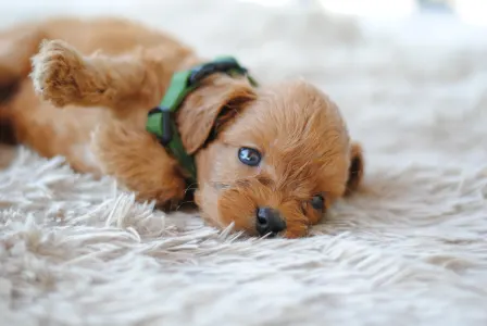 Cavapoo - Bobi