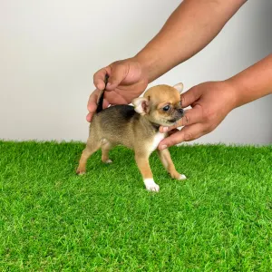 Chihuahua - Birdy