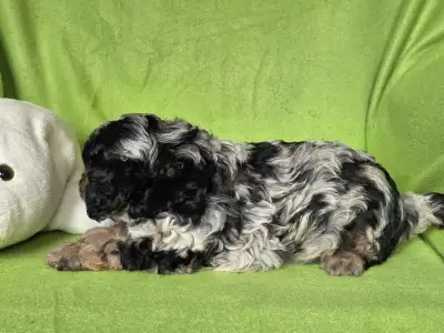 Cavapoo - Merlin
