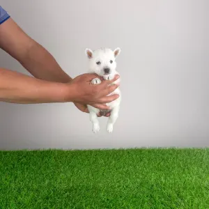 West Highland White Terrier - Jette