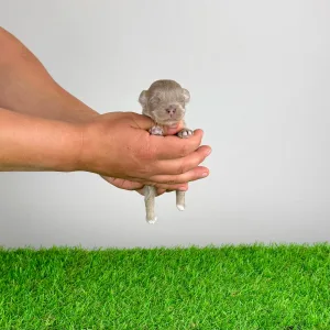 Чихуахуа - Elton