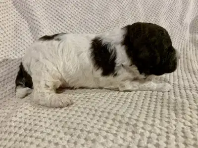 Romagna Water Dog - Friendly Lagotto Lucky