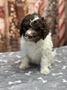 Romagna Water Dog - Grain Of Sand Oprah Winfreys Show 