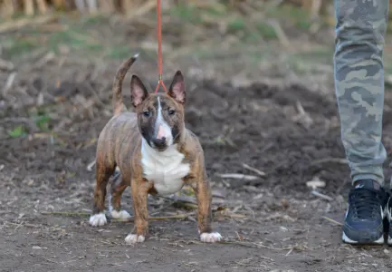 Miniature Bullterrier - Jake