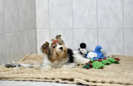 Biewer Terrier - Quartz Orient 