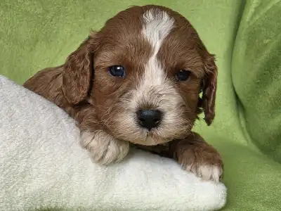 Cavapoo - Joker