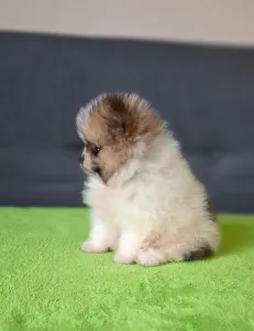 German Pomeranian Spitz - Panda 