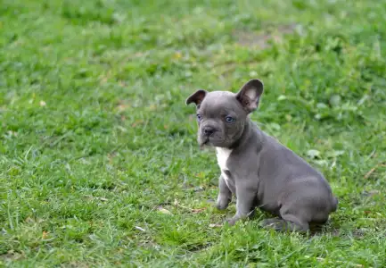 Bouledogue français - Montclair