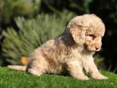 Cavapoo - Mia