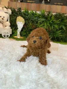 Poodle Toy - Mini Toy Jessie