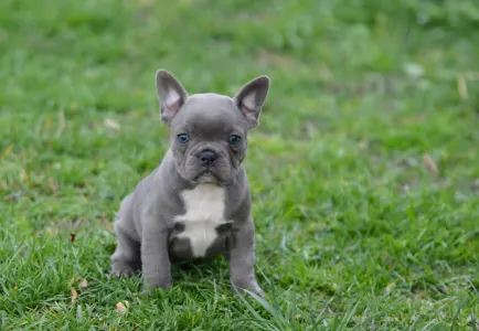 Bouledogue français - Milady
