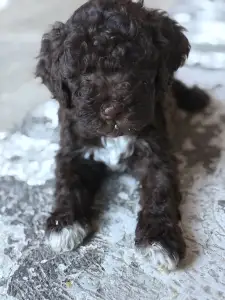Lagotto Romagnolo - Robika