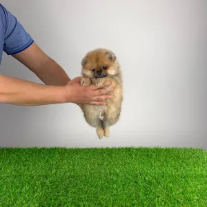 Szpic miniaturowy - Umia