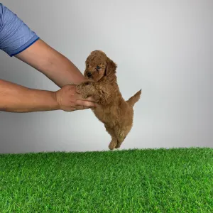 Poodle Miniature - Hiper