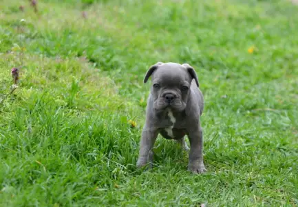 Bulldog francez - Monty