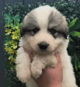 Pyrenean Mountain Dog - Candybelldream Emily