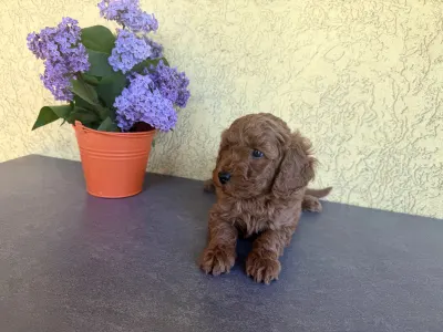 Trpasličí pudl - Hachi