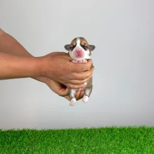 Welsh Corgi Pembroke - Waldi