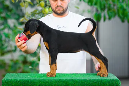 Dobermann - Kincsem