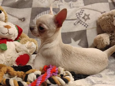 Chihuahua - Tangó