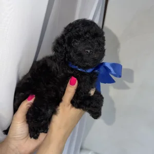 Той-пудель - Rafael Royal Legend Of The Kanis