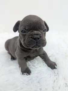 Francia bulldog - Jonathan