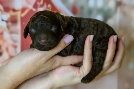 Romagna Water Dog - Grain Of Sand Amelia Earharts Flight