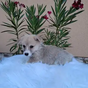 Welsh Corgi Pembroke - Chase