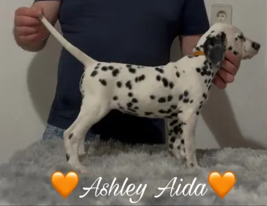 Dalmatian - Luxedots Dalmatians Ashley Aida
