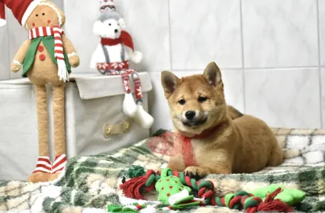 Shiba - Bravados Benika