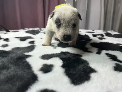 Australian Cattle Dog - Art Garfunkel