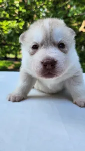 Siberian Husky - Alnair Of Polar Moonlights