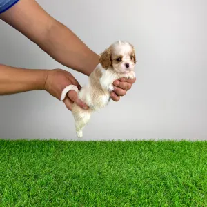 Кавалер кинг-чарльз-спаниель - Enzo