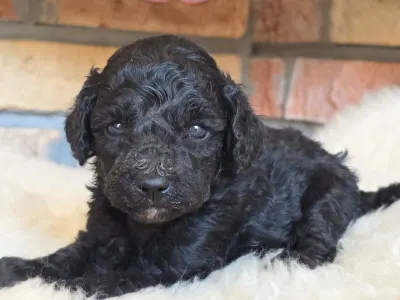 Cavapoo - Norina