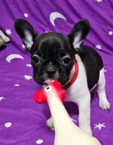 French Bulldog - Rosie