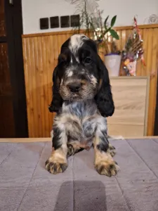 Angol Cocker spániel - Smart Cocker The Willpower