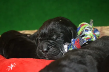 Cane Corso Italiano - Quepassion