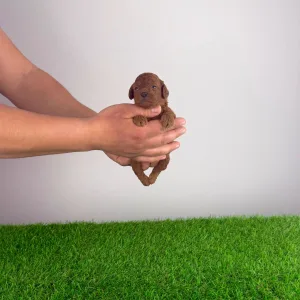 Poodle Miniature - Nikita