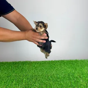 Yorkshire Terrier - Error 