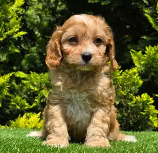 Cavapoo - Bob